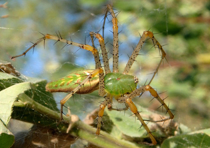 Peucetia viridans; Green Lynx 