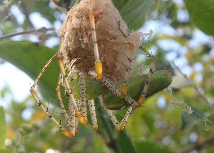 Peucetia viridans; Green Lynx