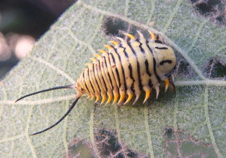 Physonota alutacea; Wild Olive Tortoise Beetle larva 