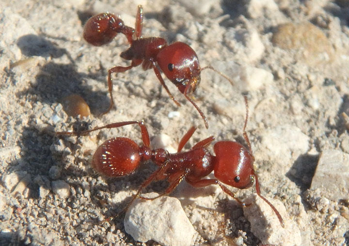 Pogonomyrmex barbatus; Red Harvester Ants