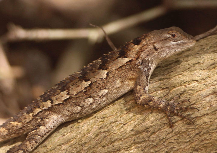 Texas Spiny Lizard
