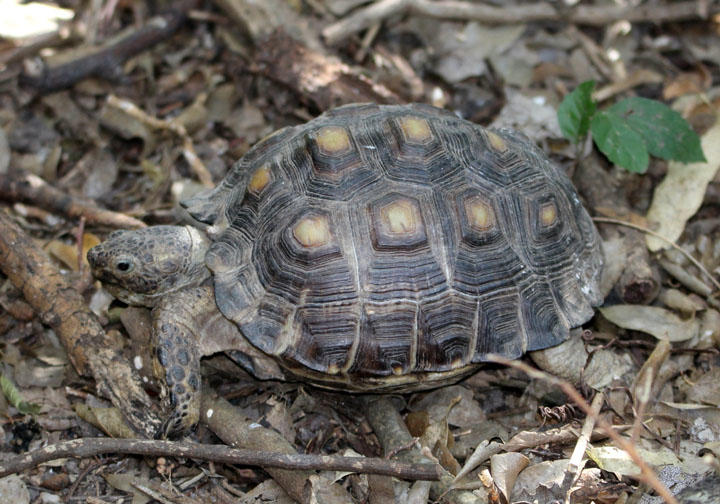 Texas Tortoise