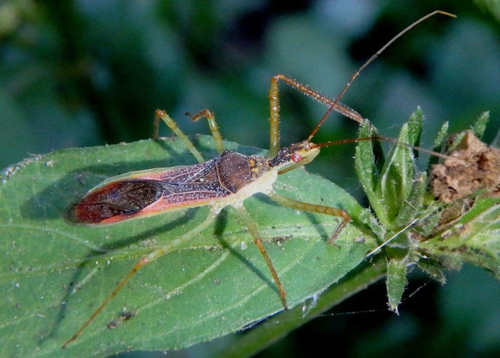 Zelus renardii; Leafhopper Assassin Bug