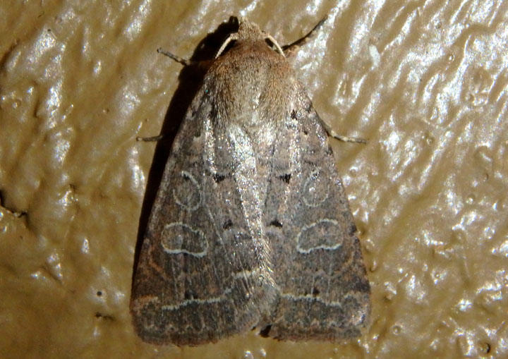 10502 - Orthimella fidelis; Intractable Quaker
