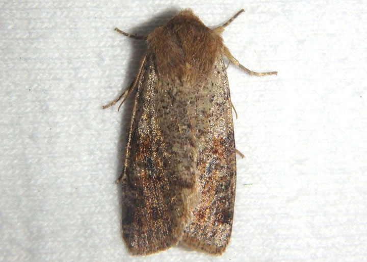 10487 - Orthosia rubescens; Ruby Quaker