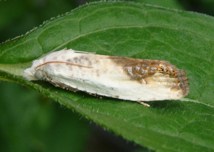 3098 - Eucosma giganteana; Giant Eucosma