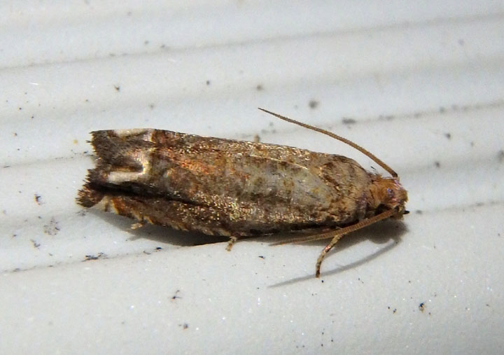 3173 - Epiblema abruptana; Abrupt Epiblema Moth