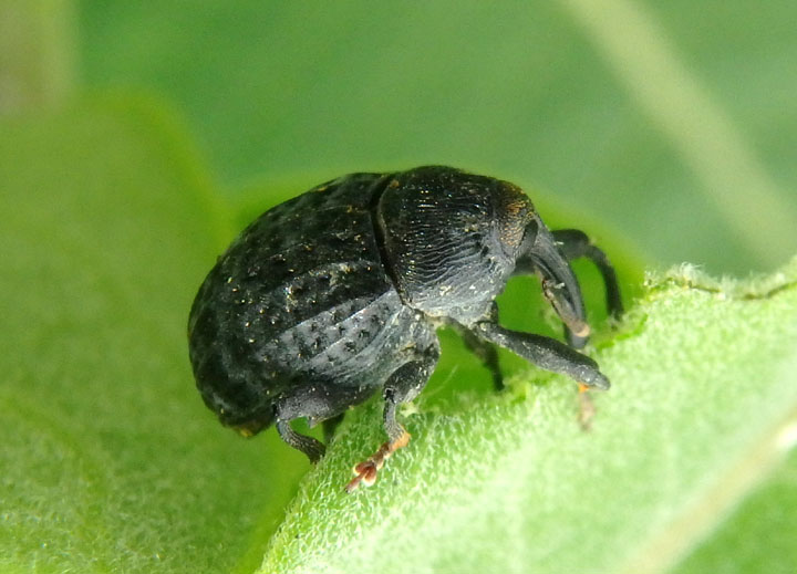 Rhyssomatus lineaticollis; Milkweed Stem Weevil