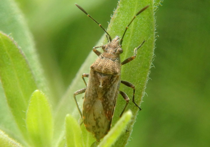 Neortholomus scolopax; Seed Bug species