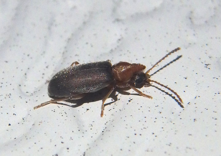Notoxus murinipennis; Monocerus Beetle species