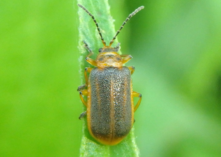 Galerucella nymphaeae; Water-lily Beetle