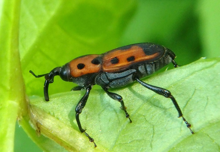 Rhodobaenus quinquepunctatus; Cocklebur Weevil