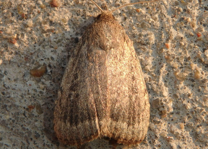 9640 - Amphipyra glabella; Smooth Amphipyra