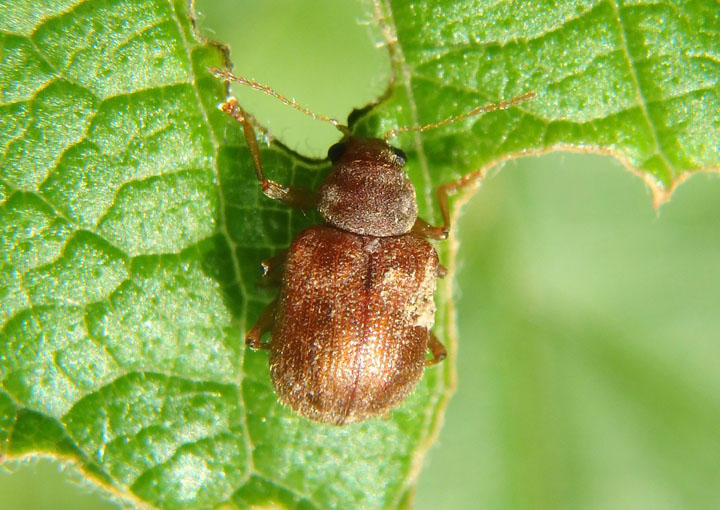 Xanthonia Leaf Beetle species