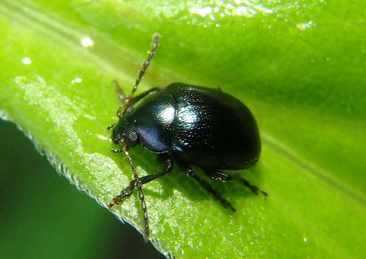 Brachypnoea Leaf Beetle species