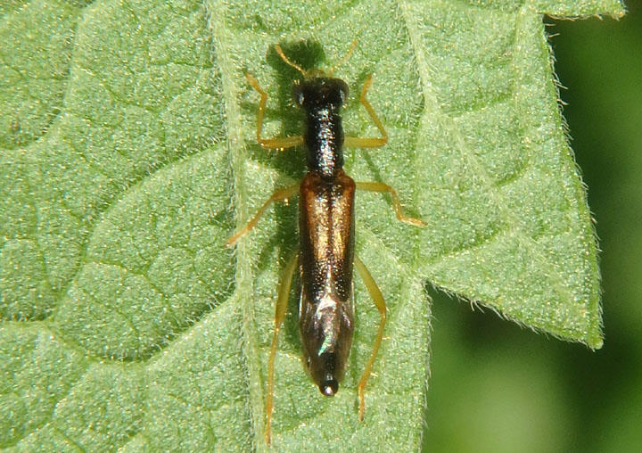 Isohydnocera curtipennis; Checkered Beetle species
