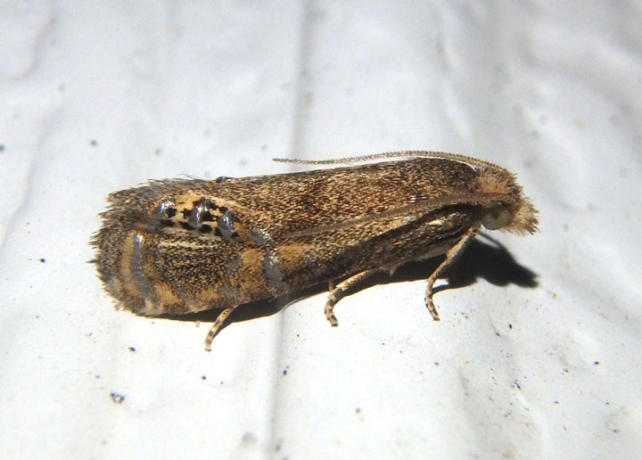 3151 - Pelochrista scintillana; Tortricid Moth species