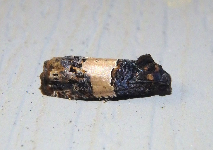 3184.1 - Epiblema glenni; Glenns Epiblema