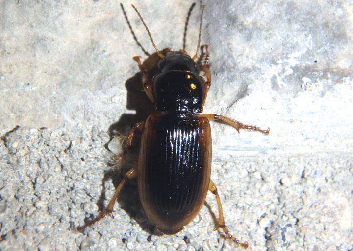 Anisodactylus discoideus; Ground Beetle species