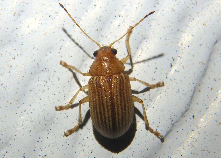 Colaspis brunnea; Grape Colaspis