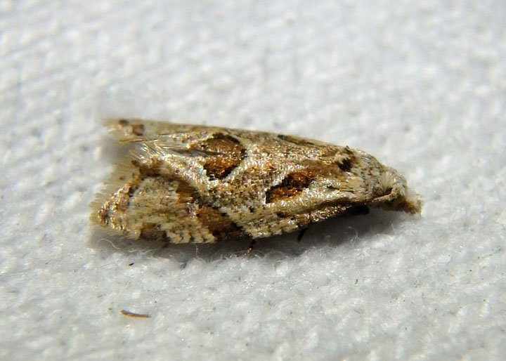 3759.3 - Aethes razowskii; Razowskis Aethes Moth