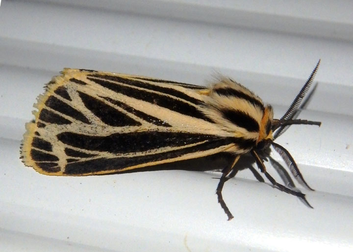 8175 - Apantesis virguncula; Little Virgin Tiger Moth