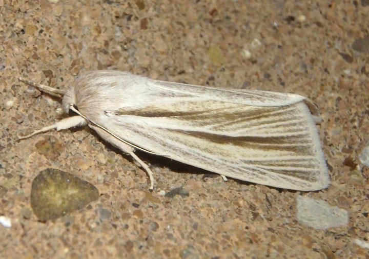 9280 - Acronicta insularis; Cattail Caterpillar Moth