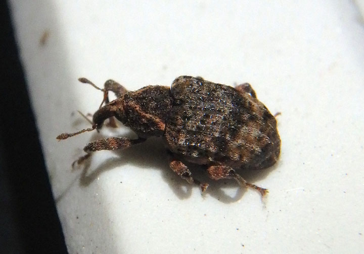 Conotrachelus seniculus; Weevil species