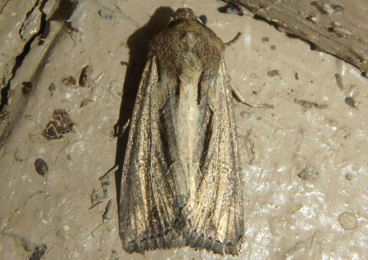 9393 - Resapamea stipata; Four-lined Borer Moth