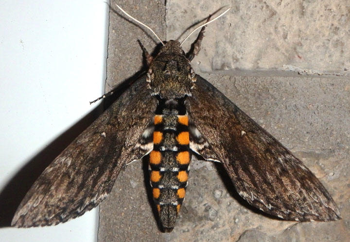7775 - Manduca sexta; Carolina Sphinx