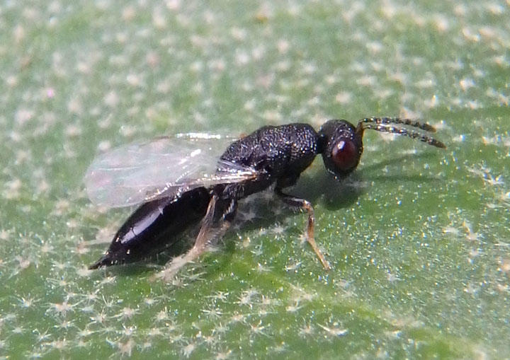 Eurytomidae Chalcid Wasp species