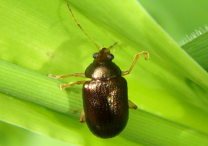 Rhabdopterus Leaf Beetle species