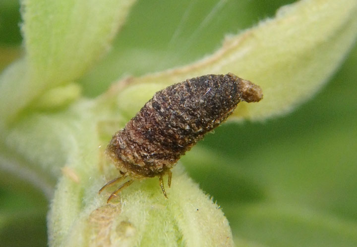 Cryptocephalinae Case-bearing Leaf Beetle species larva