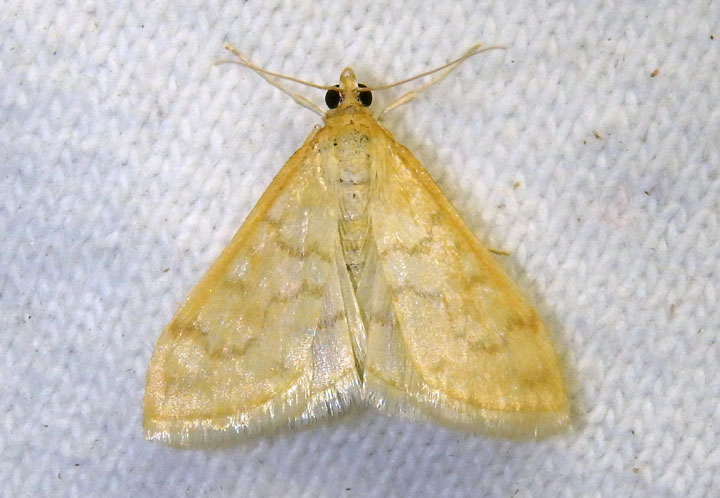 4967 - Hahncappsia mancalis; Pyralid Moth species