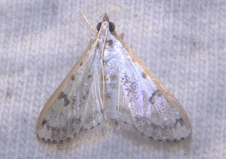 5220 - Palpita atrisquamalis; Gracile Palpita Moth