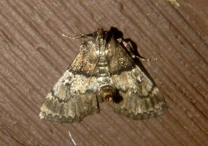 5579 - Macalla zelleri; Zellers Macalla