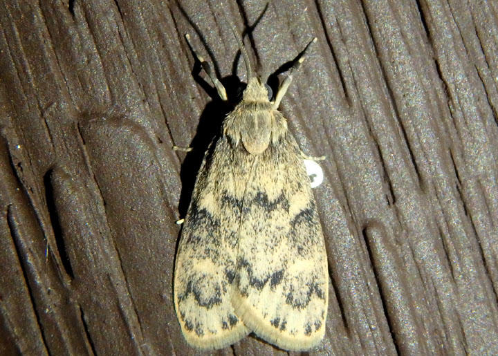 8095 - Bruceia hubbardi; Lichen Moth species