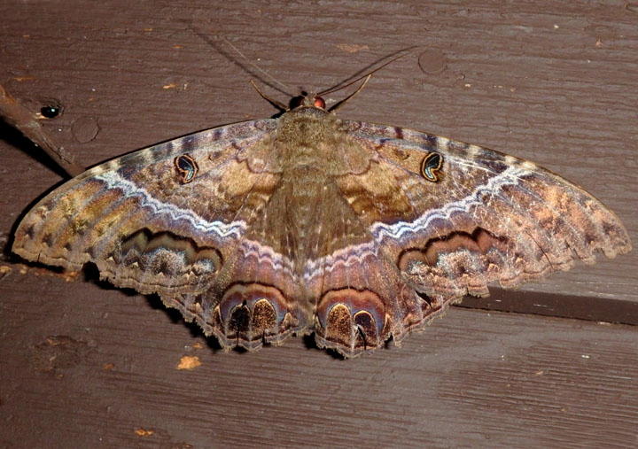 8649 - Ascalapha odorata; Black Witch; female