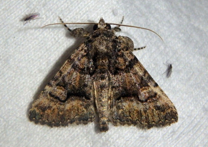 8659 - Heteranassa mima; Owlet Moth species 