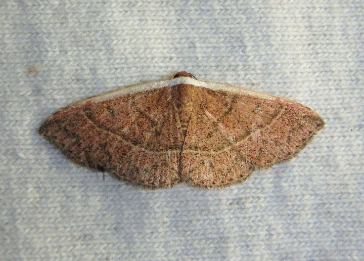 9025 - Oruza albocostaliata; The White Edge