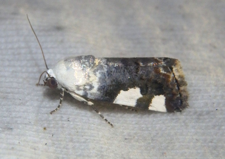 9142 - Tarache quadriplaga; Bird Dropping Moth species
