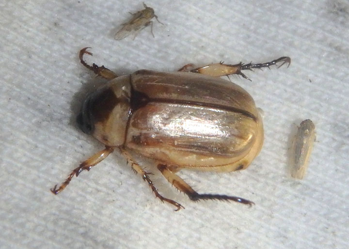 Anomala delicata; Shining Leaf Chafer species