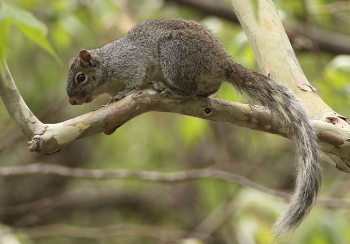 Arizona Gray Squirrel