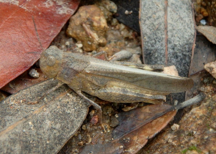 Arphia conspersa; Speckle-winged Rangeland Grasshopper