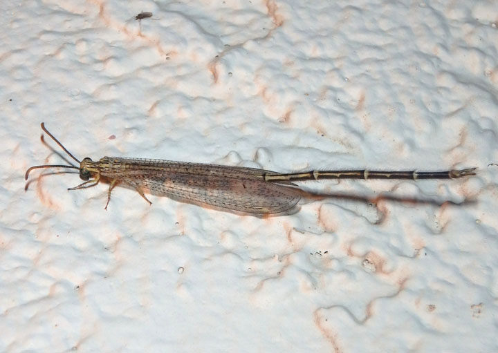 Brachynemurus hubbardii; Long-tailed Antlion species; male