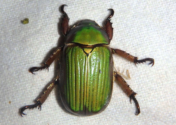 Chrysina lecontei; LeContes Chrysina
