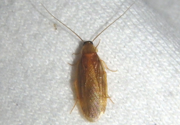 Compsodes schwarzi; Schwarzs Hooded Cockroach; male