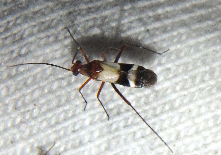 Coquillettia lactea; Plant Bug species