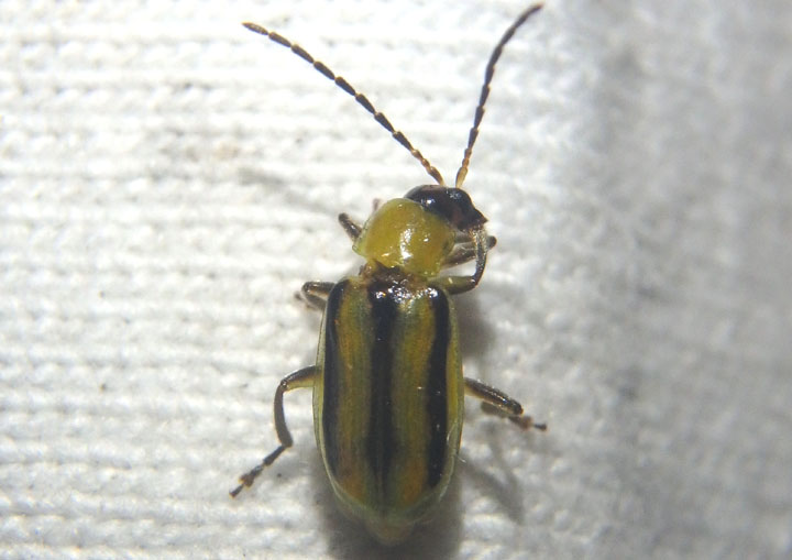 Diabrotica virgifera; Western Corn Rootworm