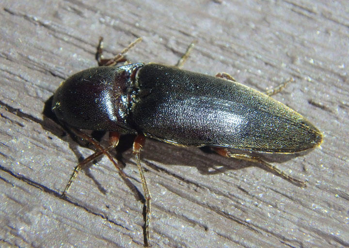 Diplostethus opacicollis; Click Beetle species